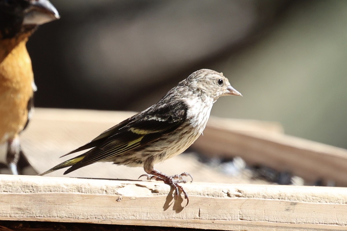 Pine Siskin - ML640171912