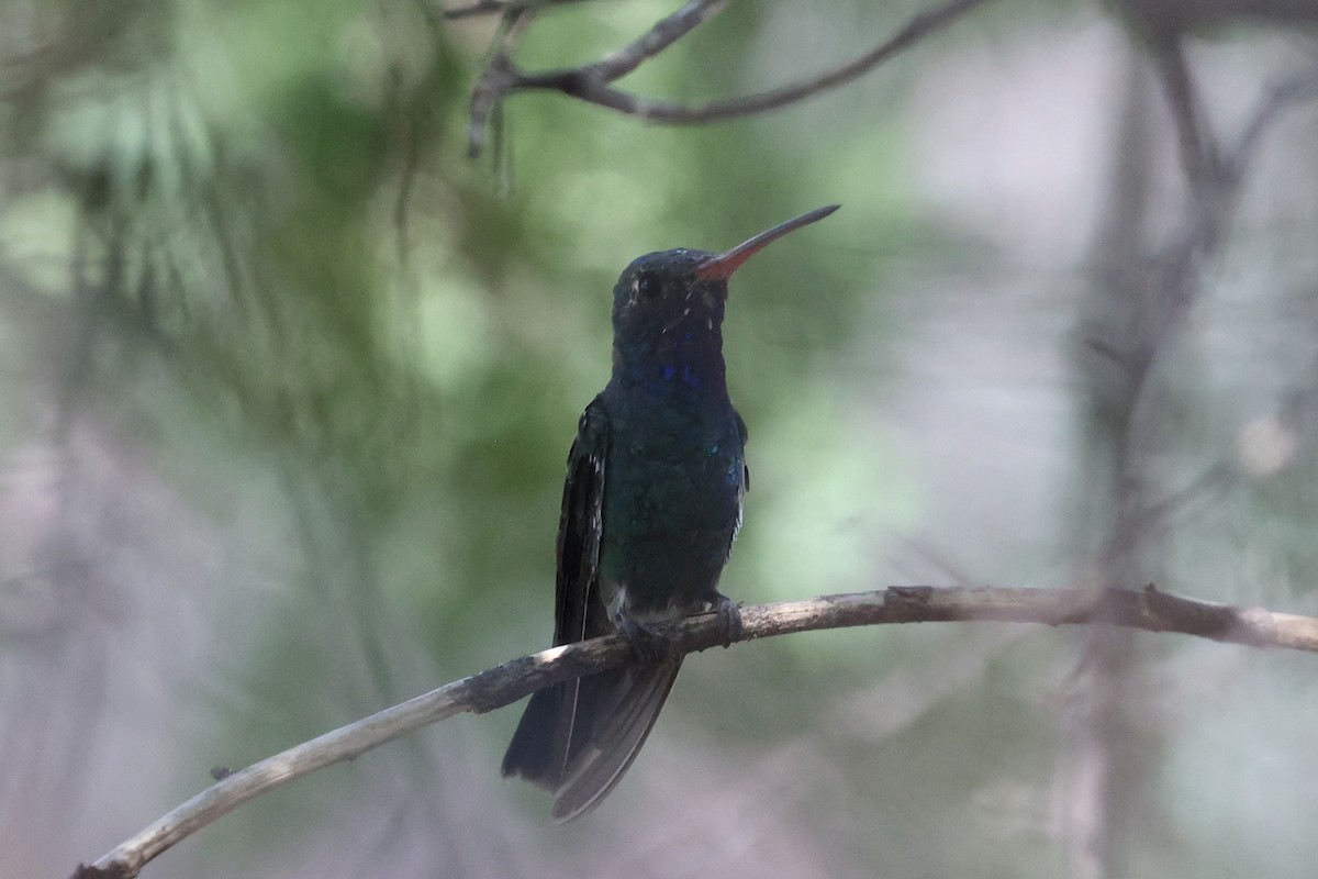 Broad-billed Hummingbird - ML640171953