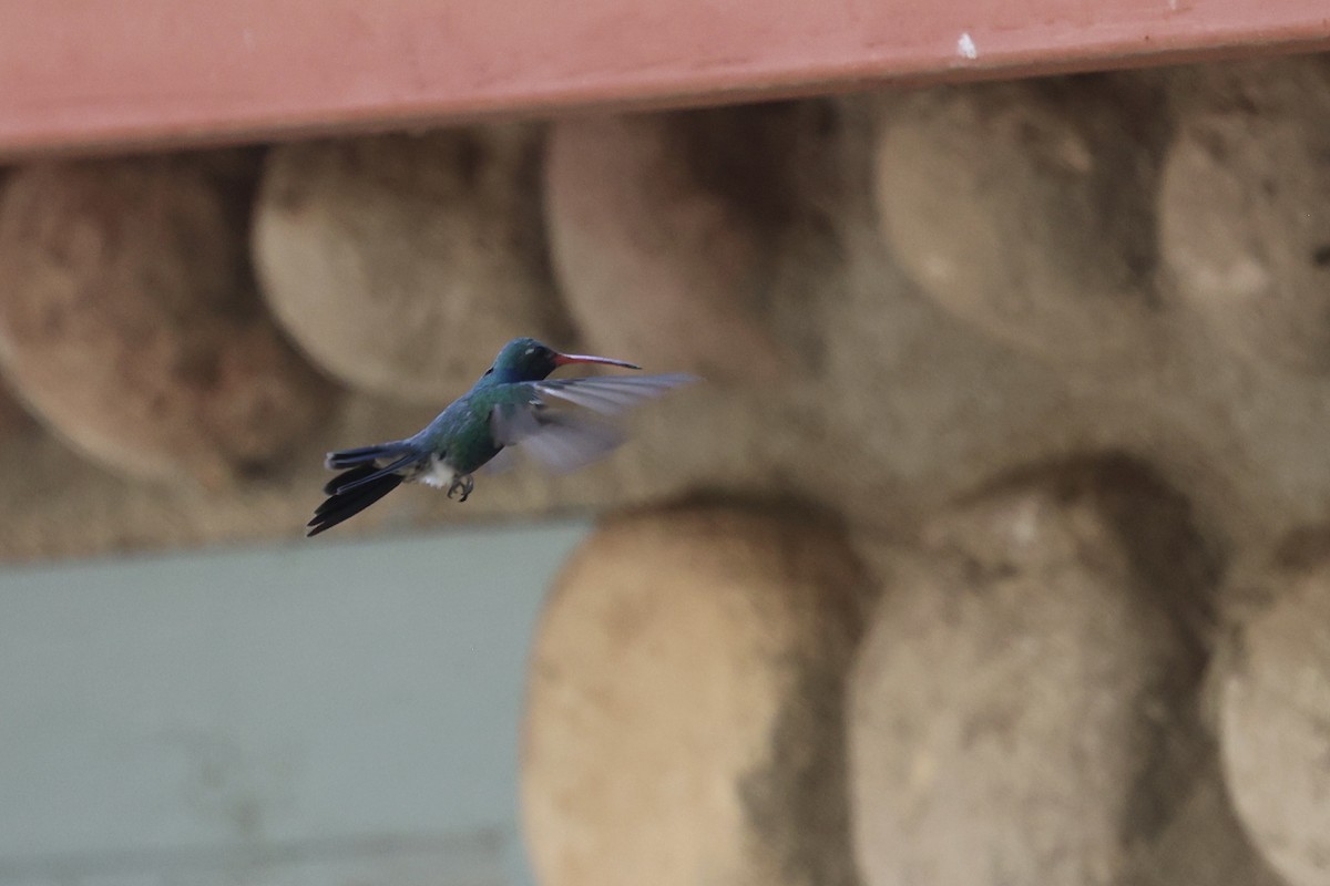 Broad-billed Hummingbird - ML640171956