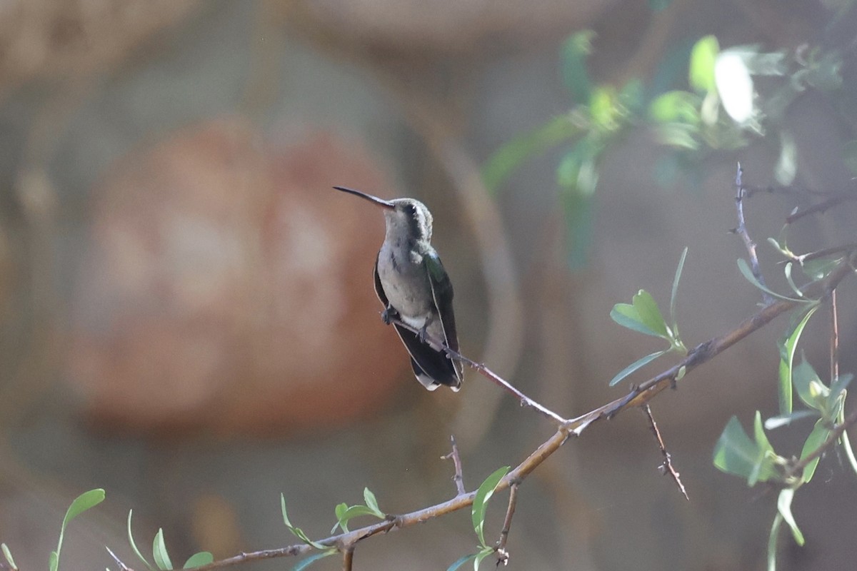 Broad-billed Hummingbird - ML640171957