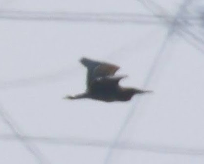 heron sp. - ML640171980