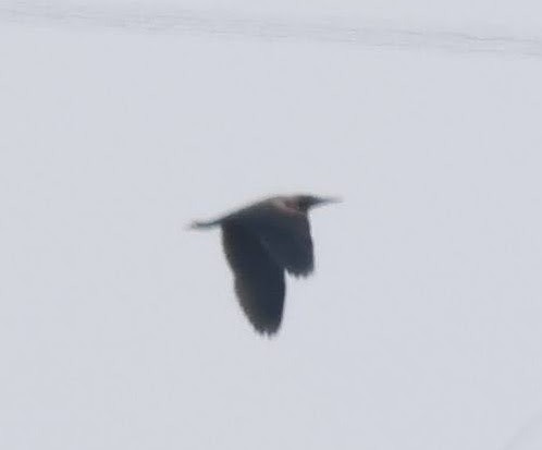 heron sp. - ML640171981