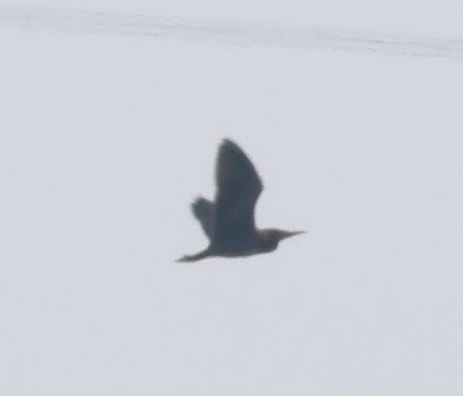 heron sp. - ML640171982
