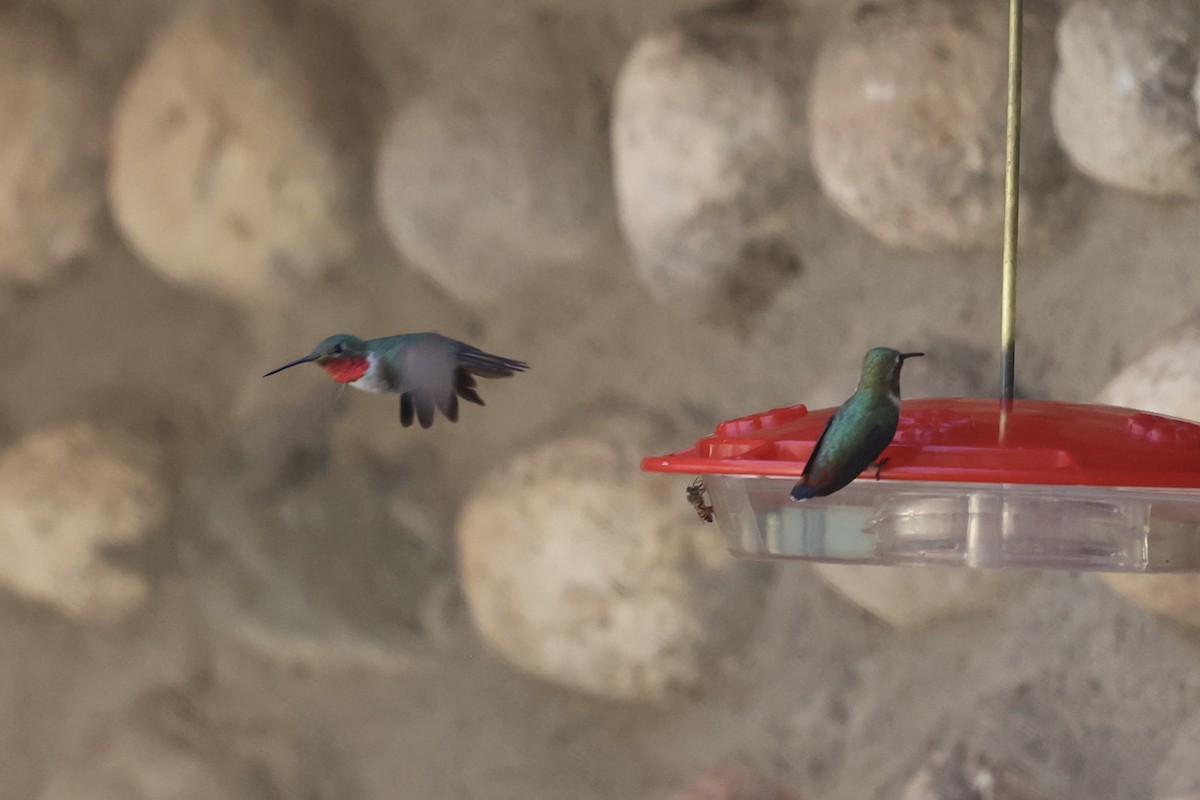 Broad-tailed Hummingbird - ML640171999