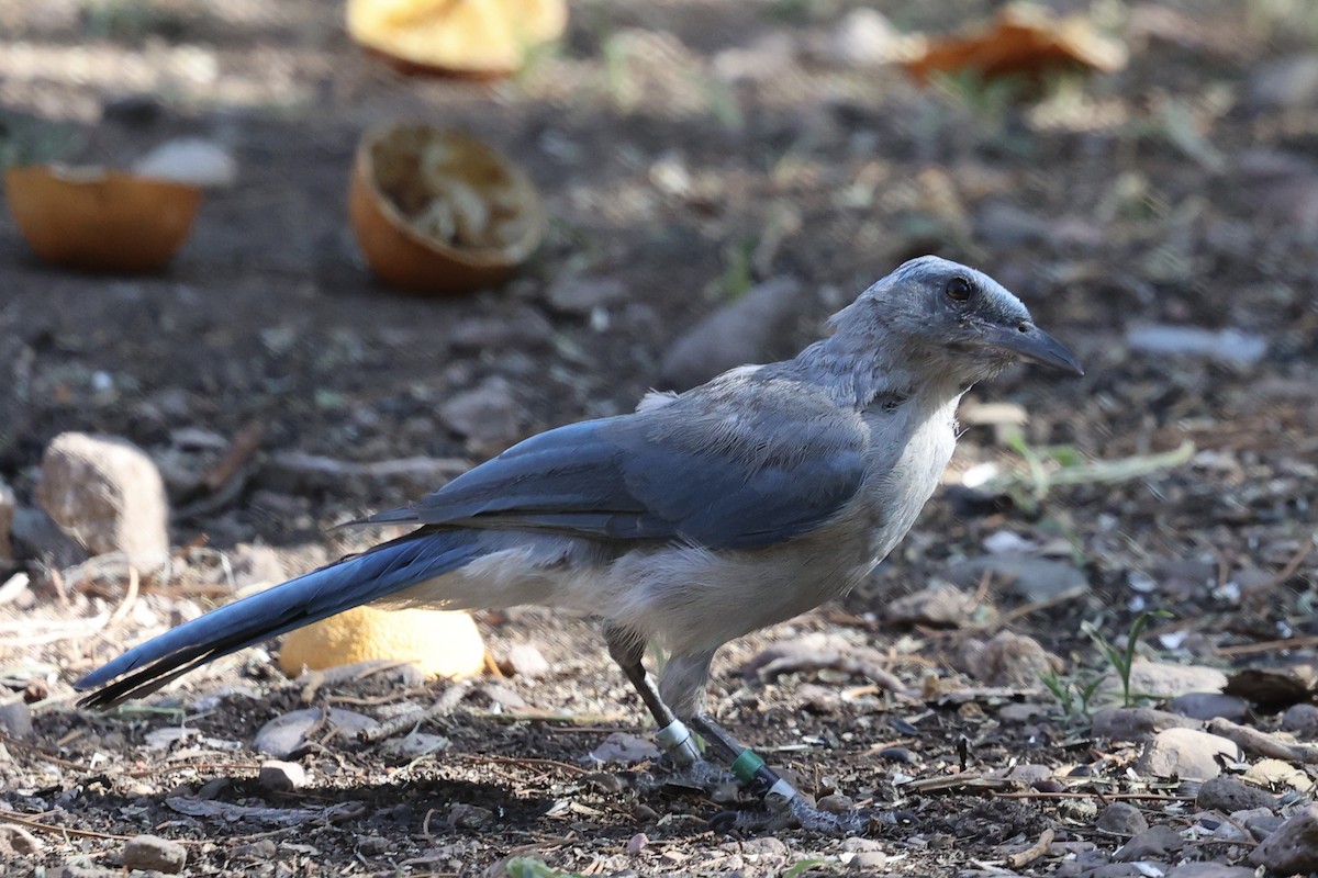 Mexican Jay (Arizona) - ML640172008