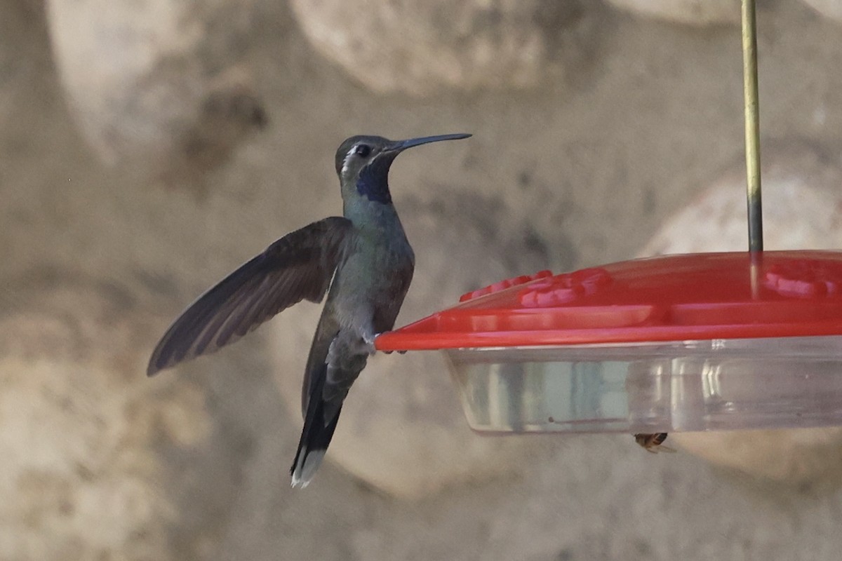 Blue-throated Mountain-gem - ML640172038