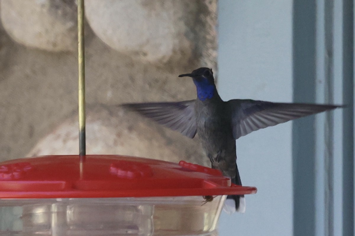 Blue-throated Mountain-gem - ML640172040