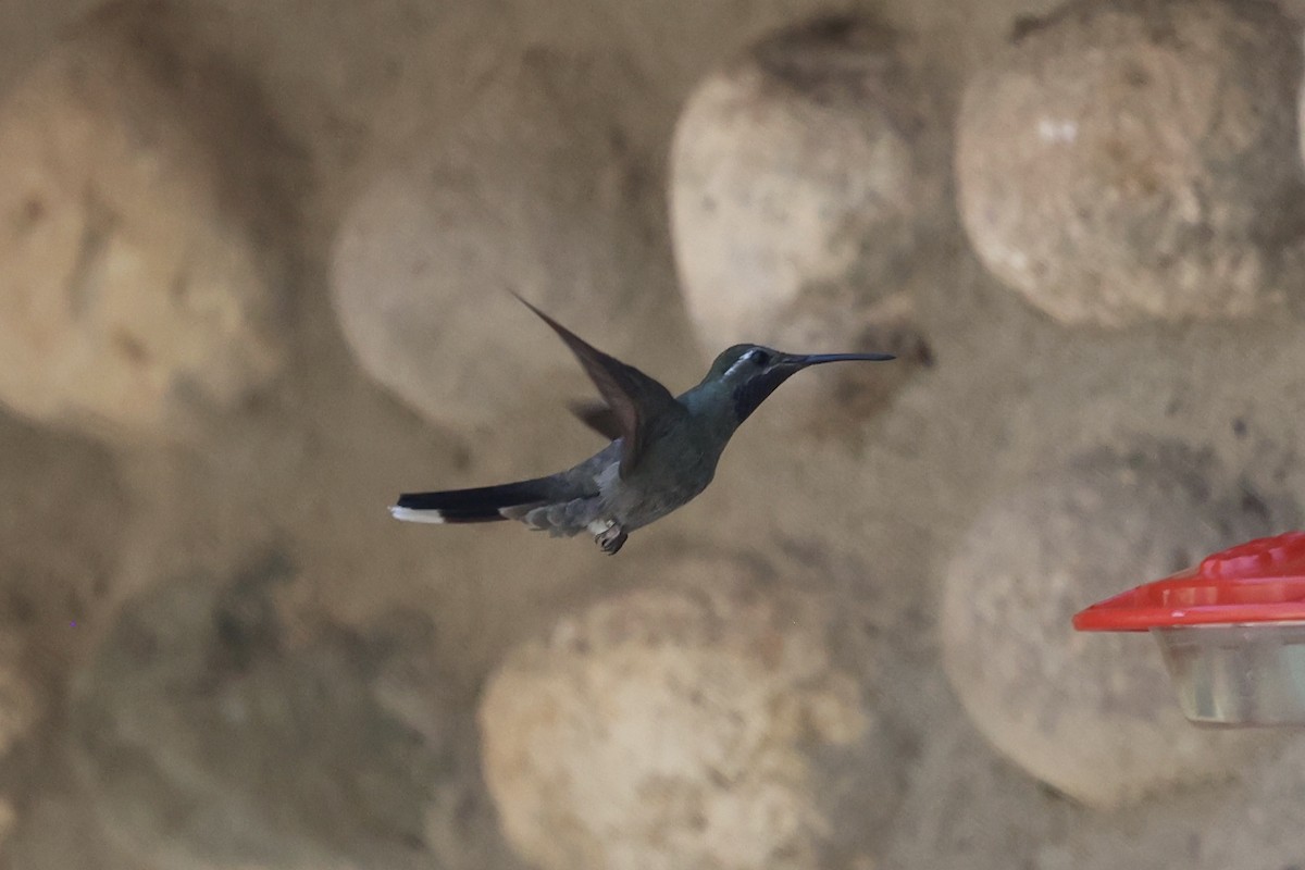 Blue-throated Mountain-gem - ML640172041