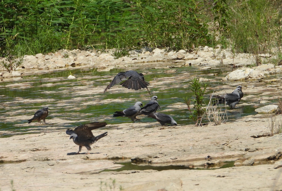 Mississippi Kite - ML640172116