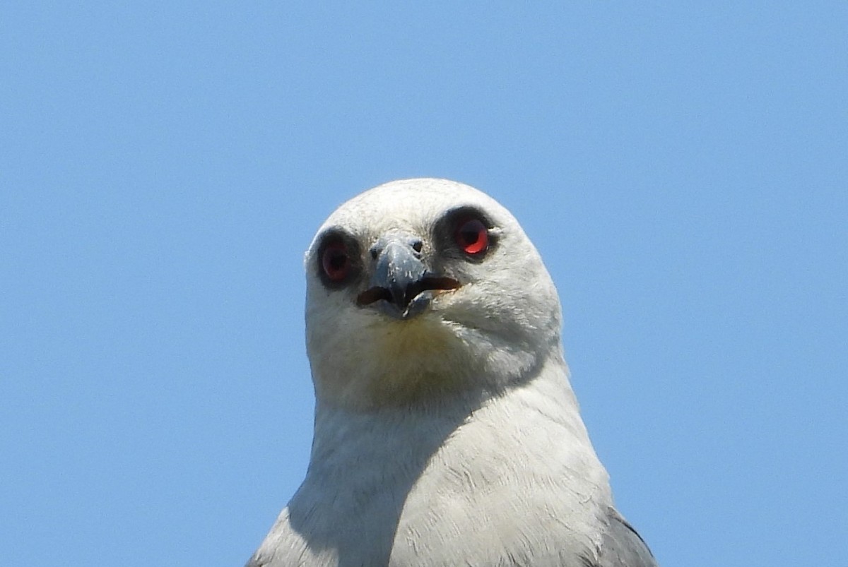 Mississippi Kite - ML640172117