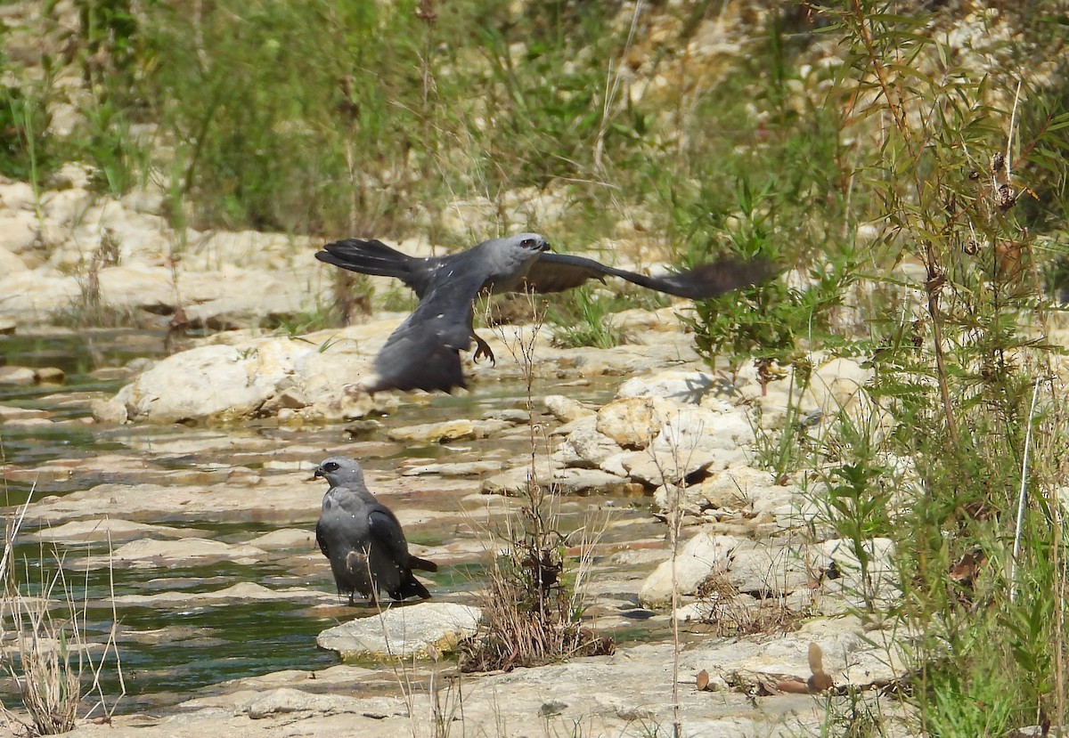 Mississippi Kite - ML640172123