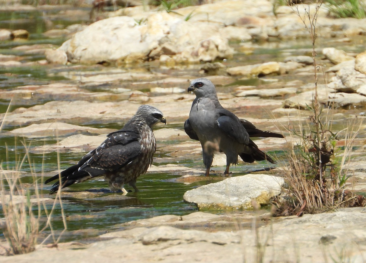 Mississippi Kite - ML640172130