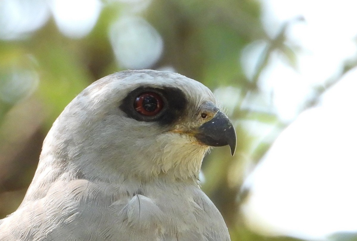 Mississippi Kite - ML640172175