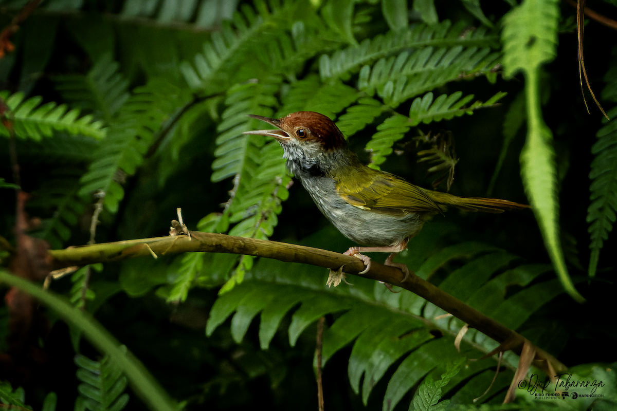 Green-backed Tailorbird - ML640172312