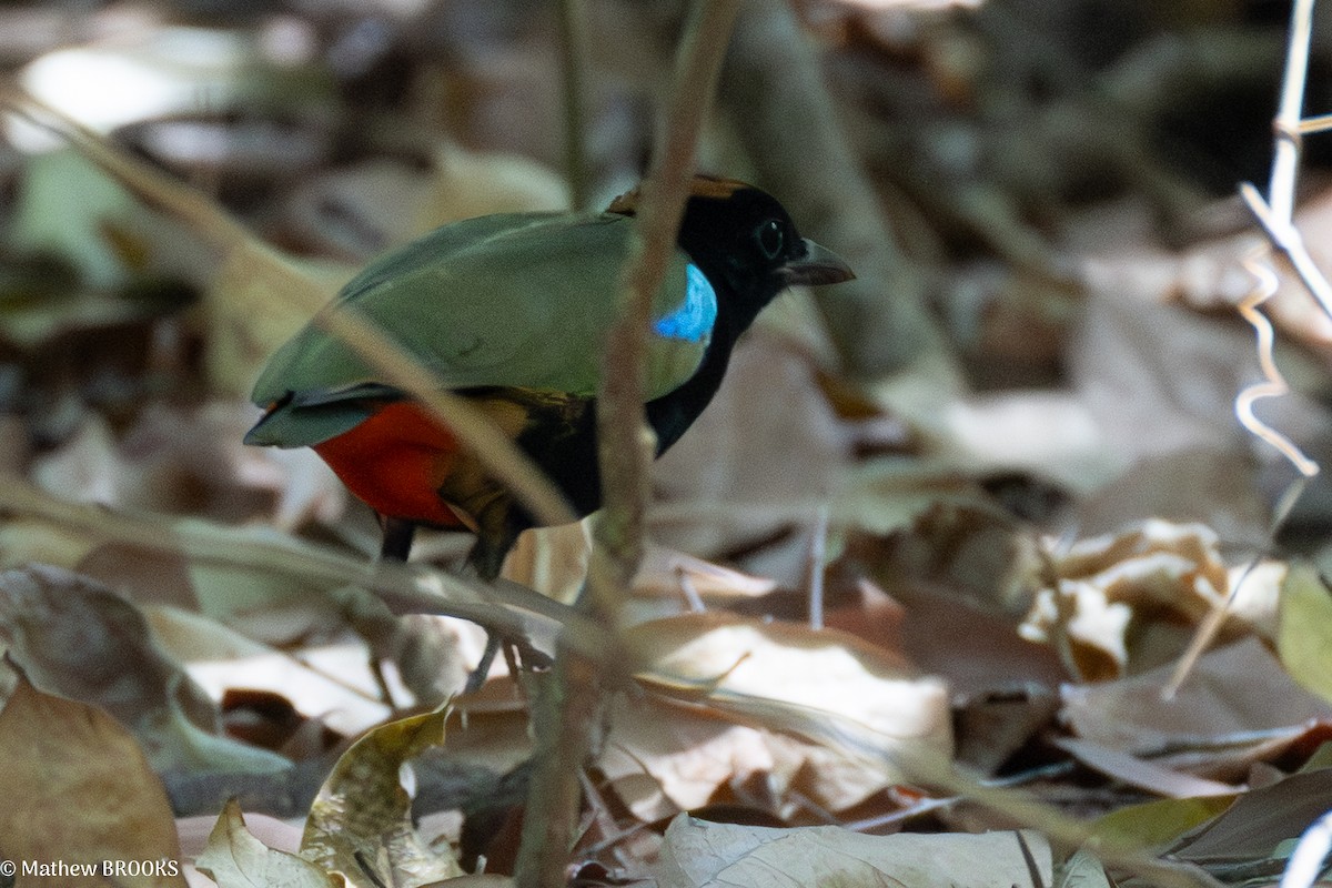 Rainbow Pitta - ML640172333