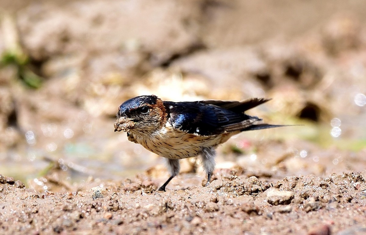 Golondrina Dáurica Oriental - ML640172394