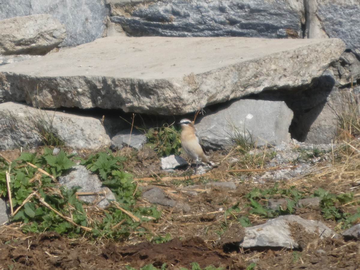 bělořit šedý - ML640172396