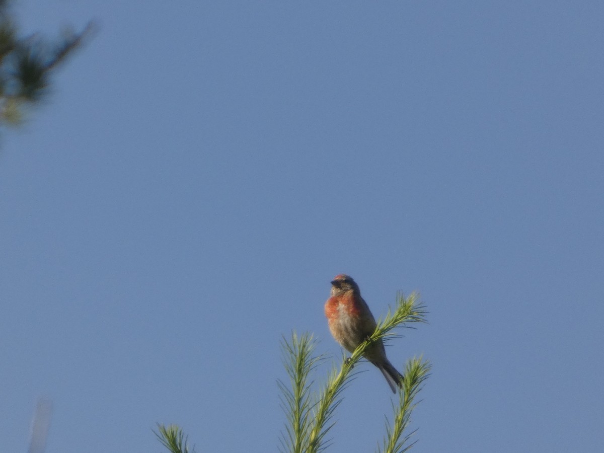 konopka obecná - ML640172398