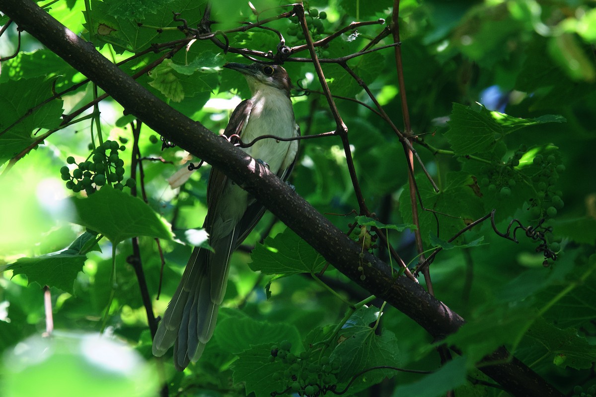 Black-billed Cuckoo - ML640172399
