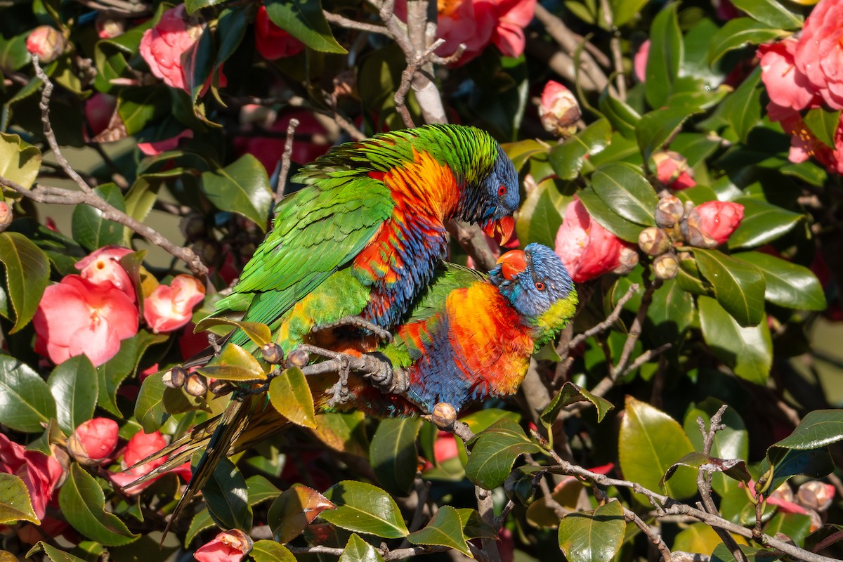 Rainbow Lorikeet - ML640172430