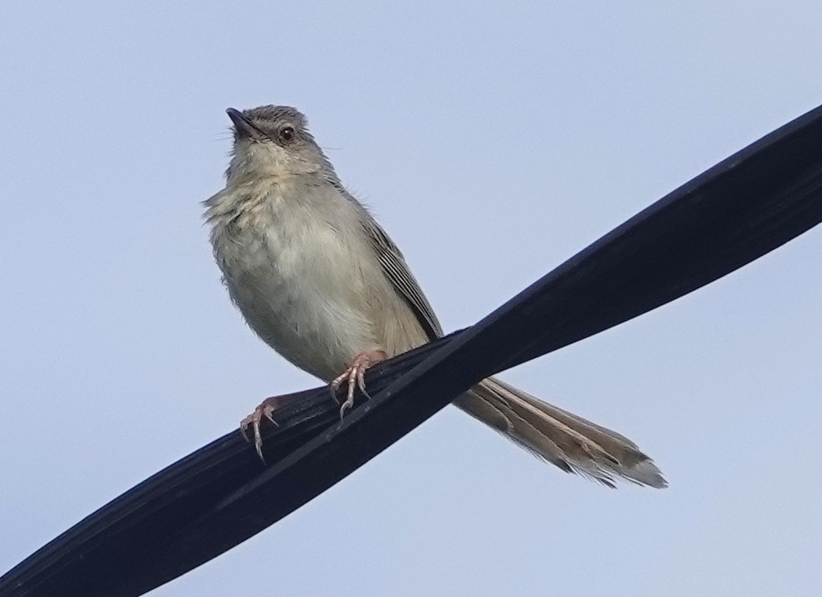 Brown Prinia - ML640172494