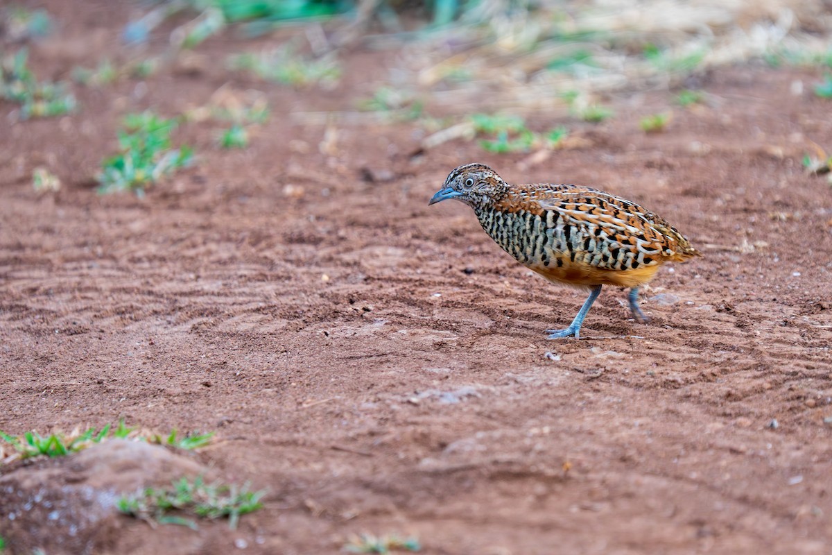 Barred Buttonquail - ML640172512