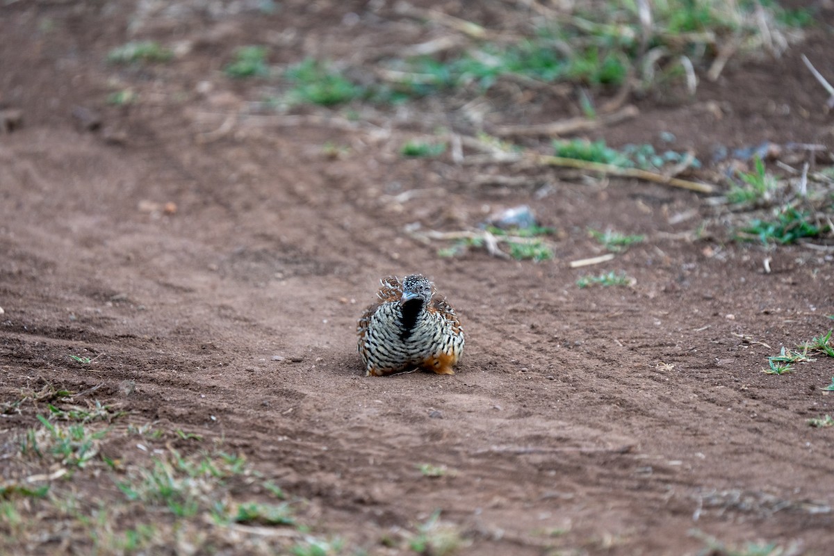 Barred Buttonquail - ML640172513
