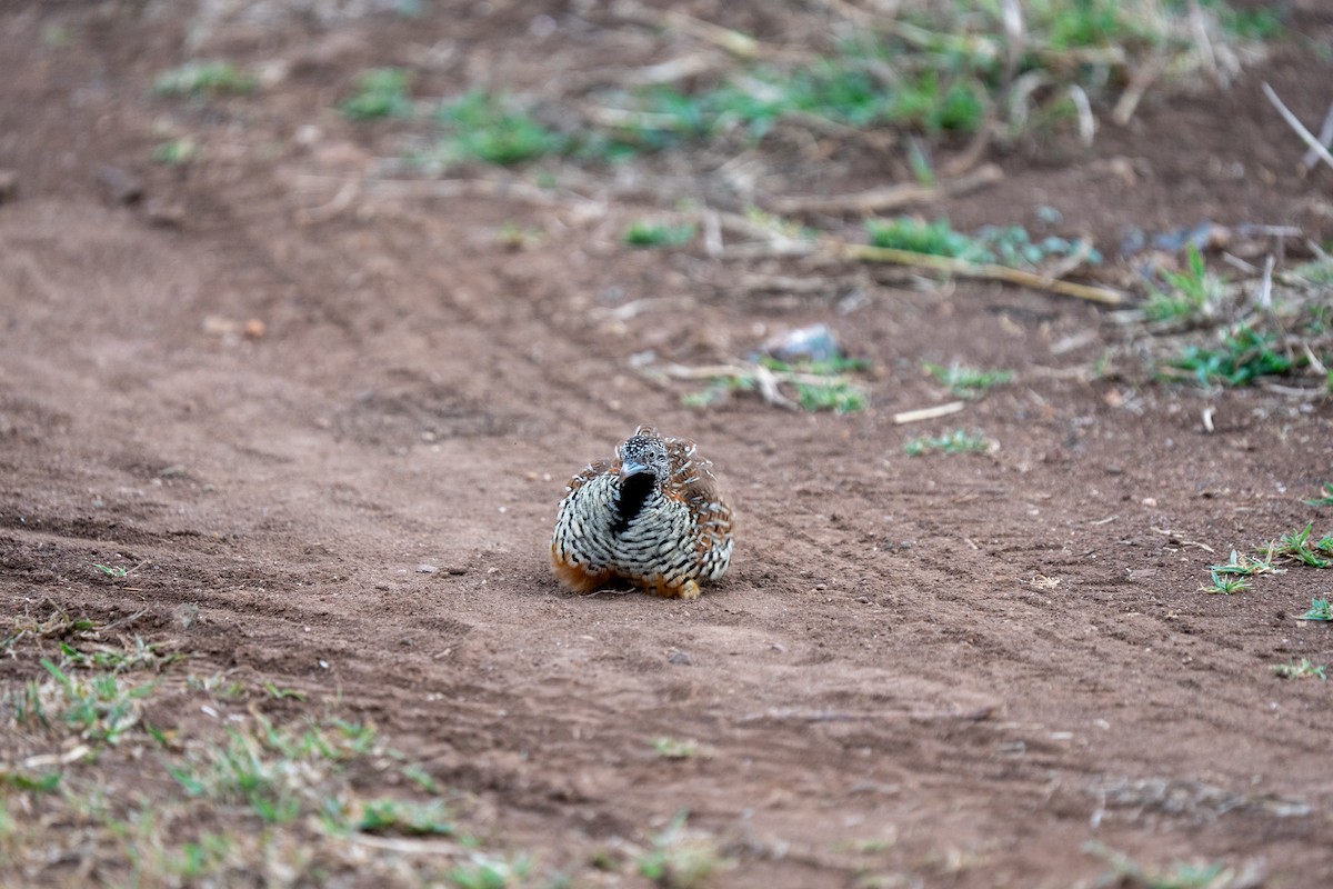 Barred Buttonquail - ML640172514