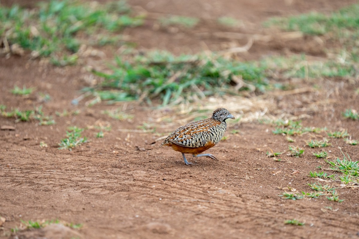 Barred Buttonquail - ML640172515