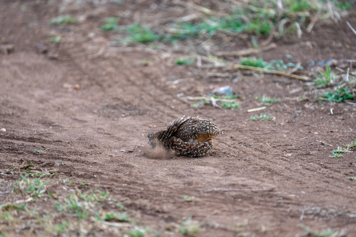 Barred Buttonquail - ML640172516