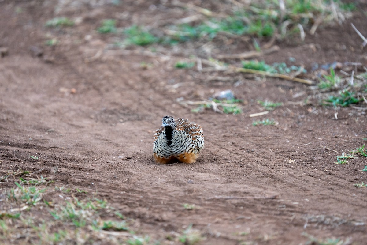 Barred Buttonquail - ML640172517