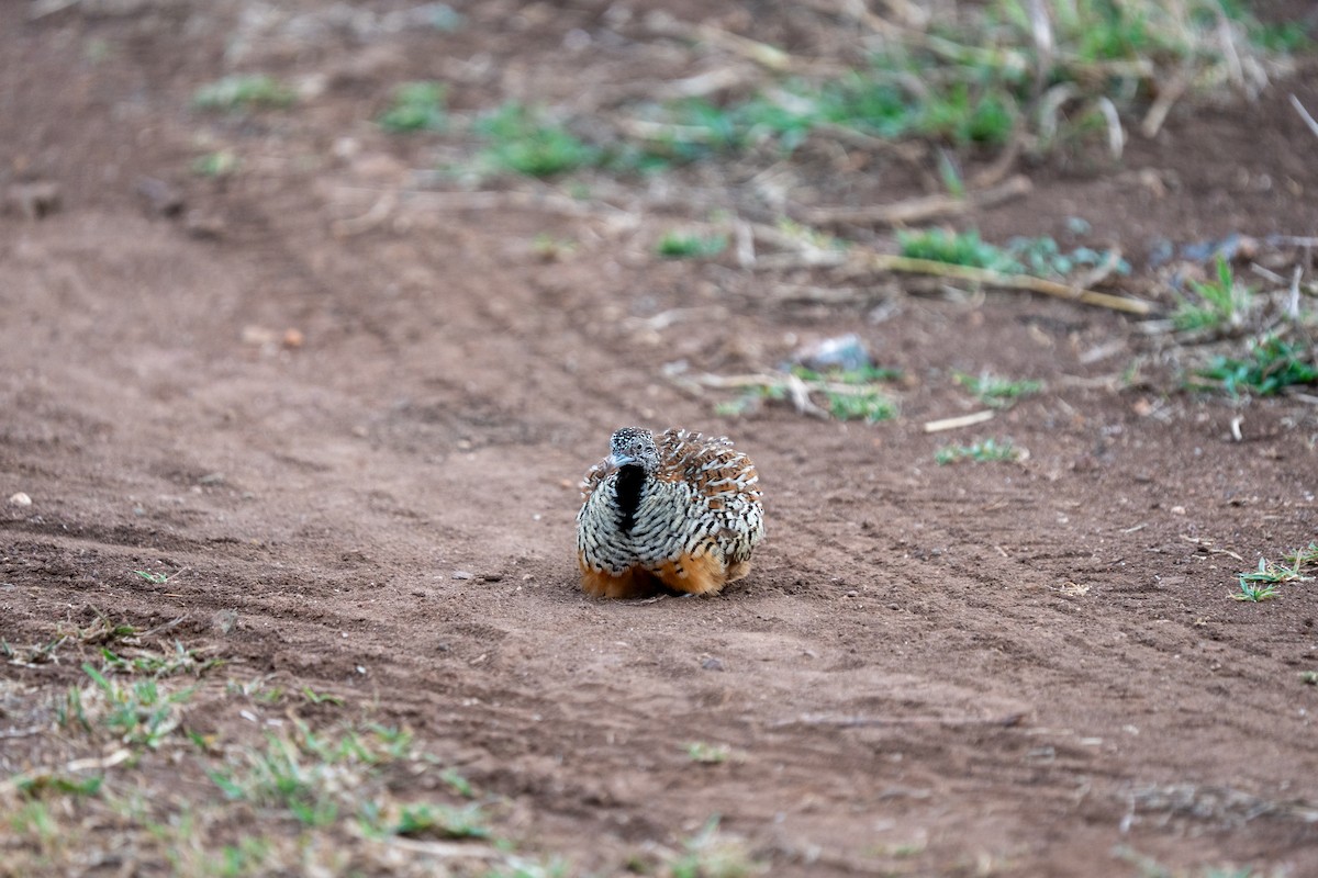 Barred Buttonquail - ML640172518