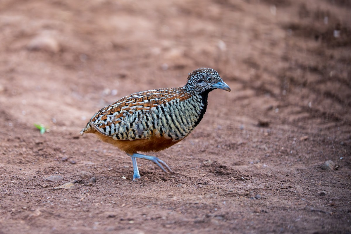 Barred Buttonquail - ML640172519