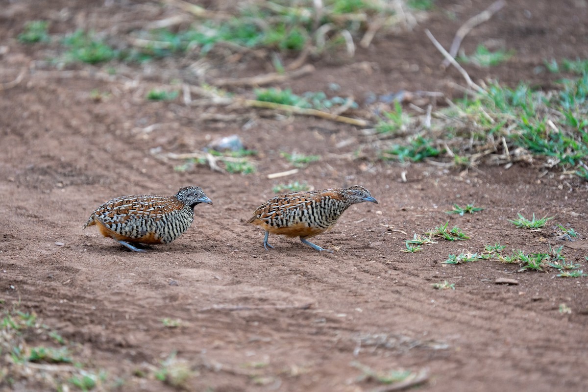 Barred Buttonquail - ML640172520