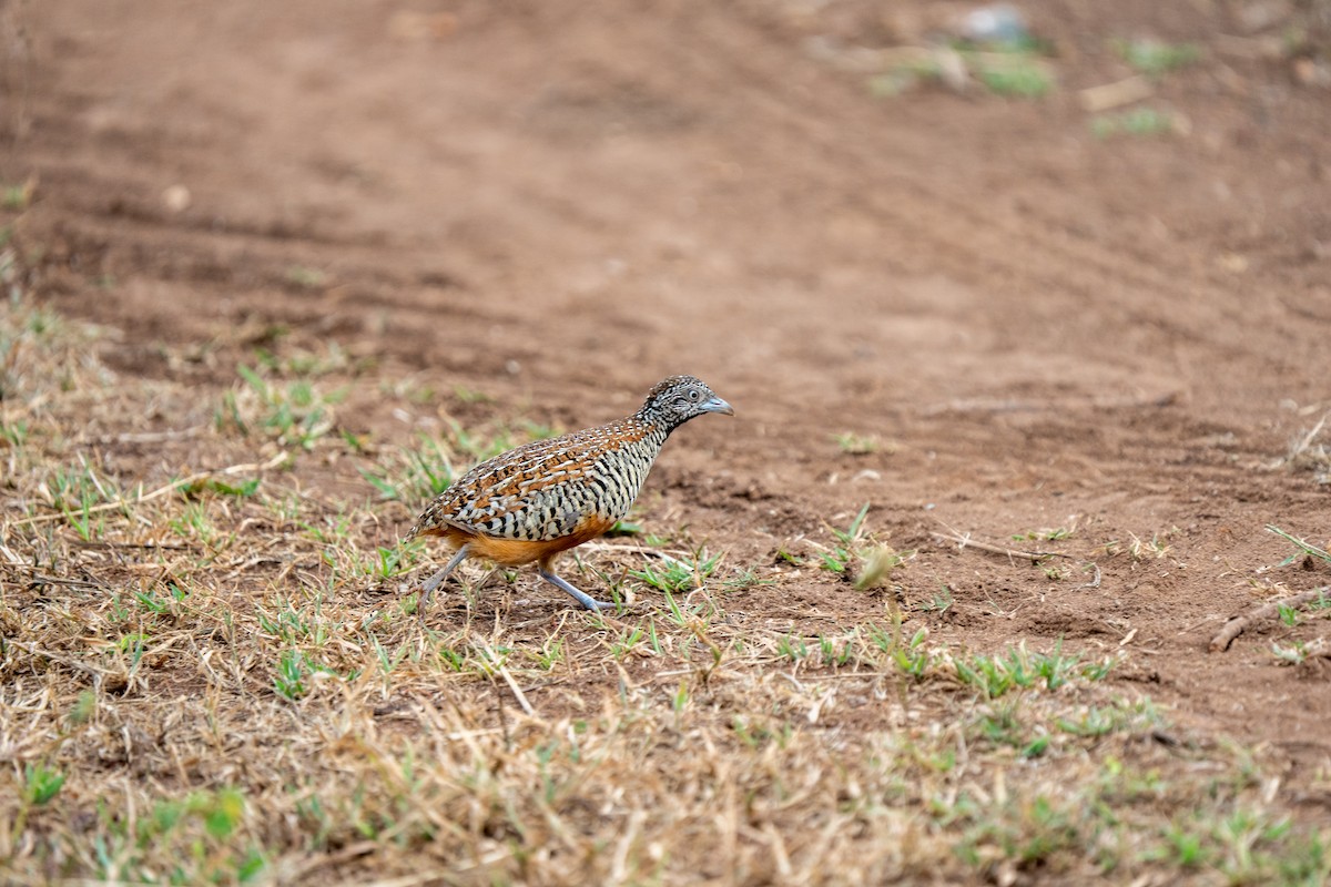 Barred Buttonquail - ML640172521