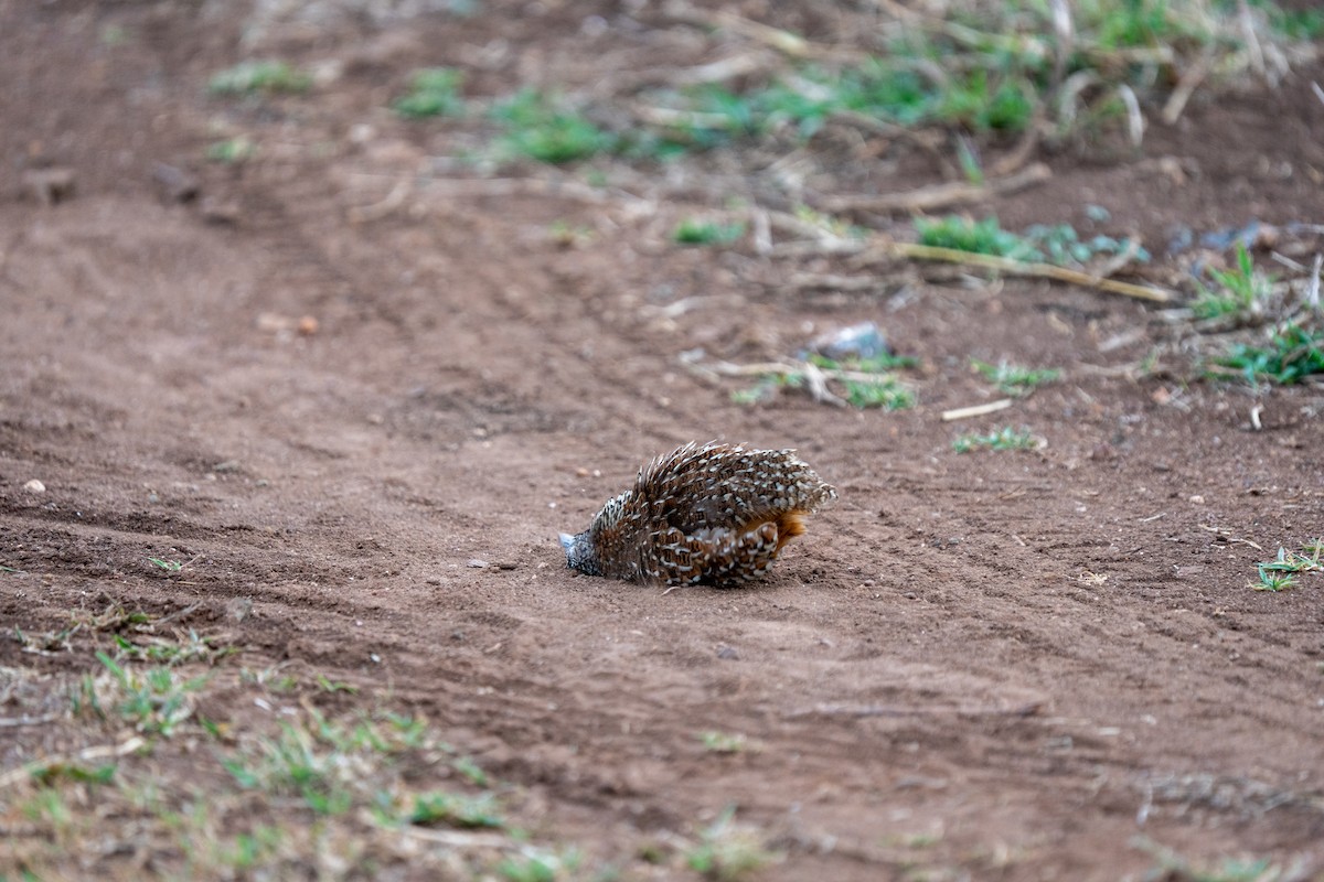 Barred Buttonquail - ML640172522