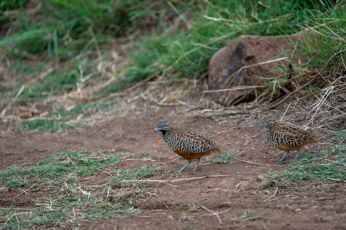 Barred Buttonquail - ML640172523