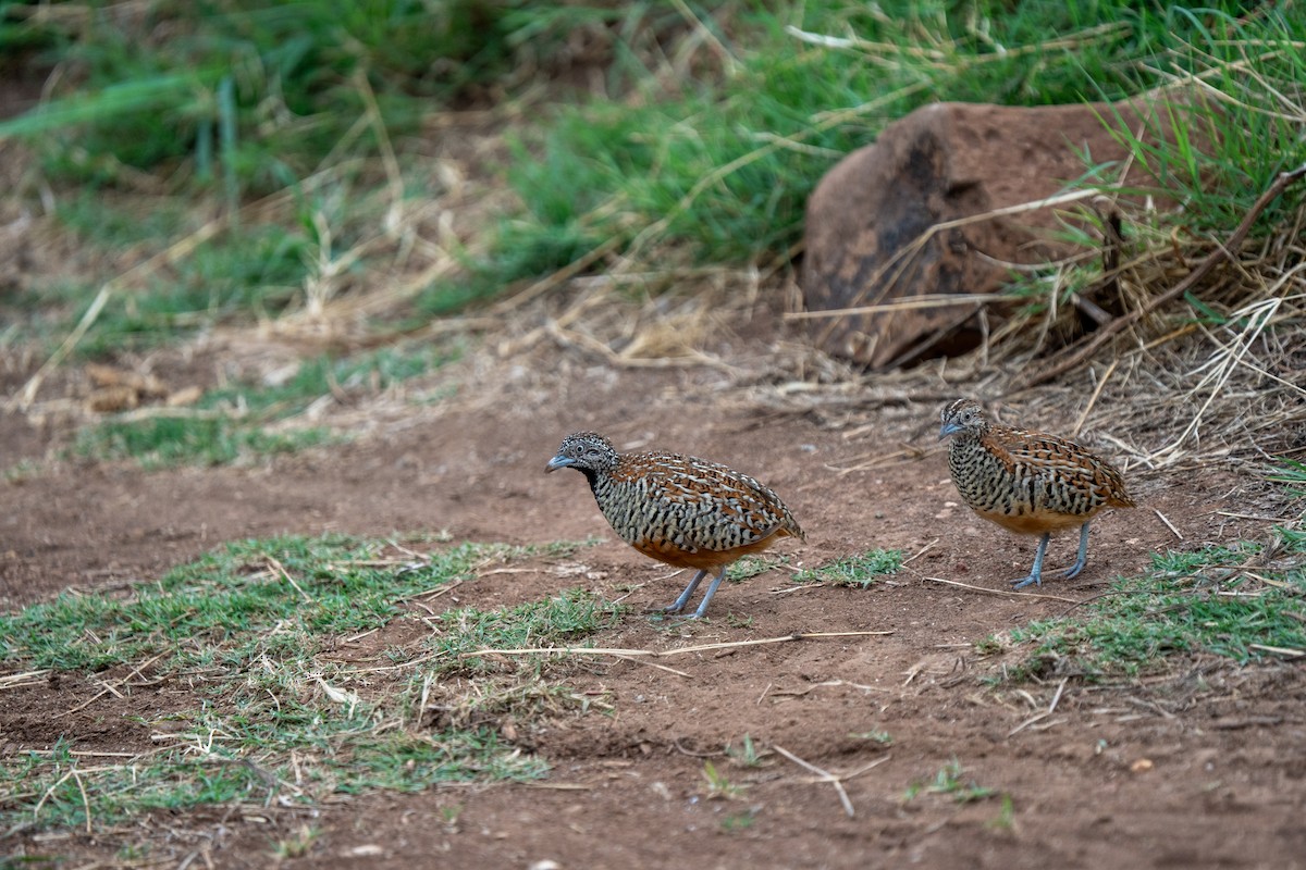 Barred Buttonquail - ML640172524