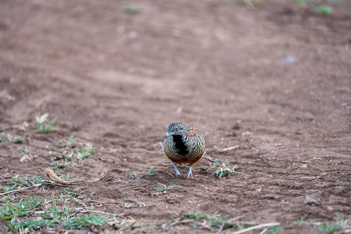 Barred Buttonquail - ML640172525