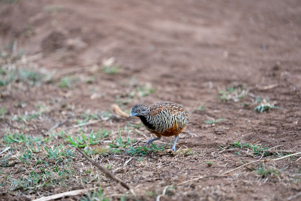 Barred Buttonquail - ML640172526