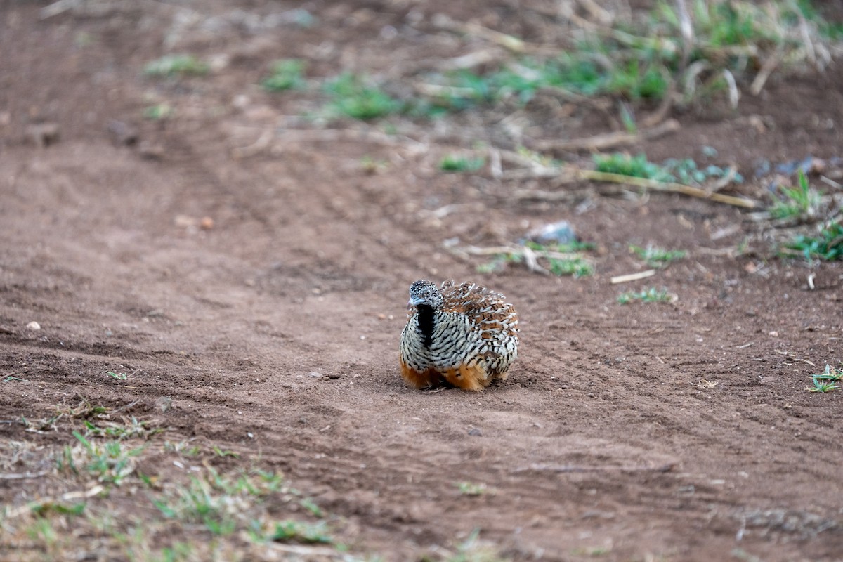 Barred Buttonquail - ML640172527