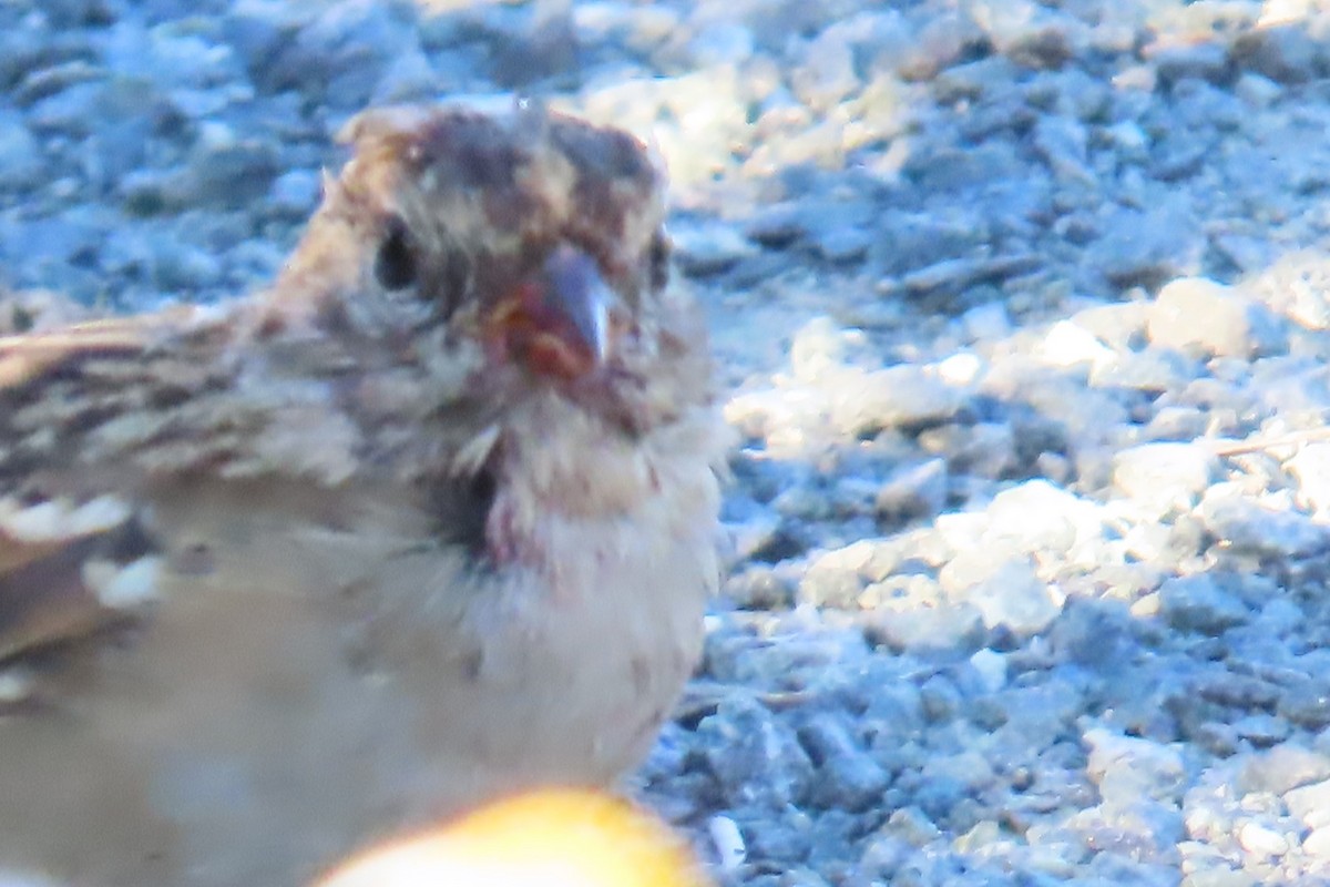 White-crowned Sparrow - ML640172591