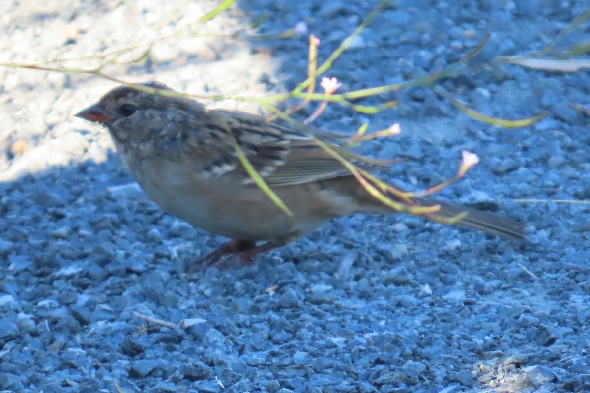 White-crowned Sparrow - ML640172592
