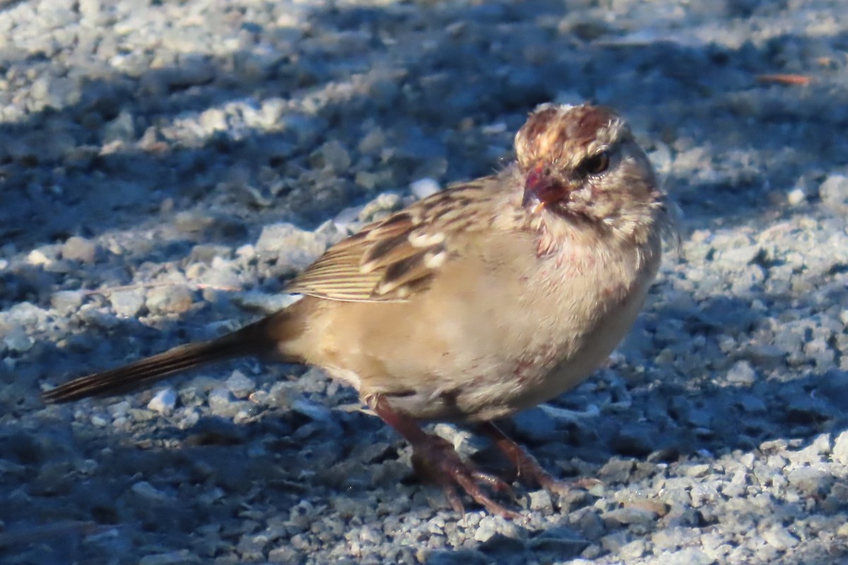 White-crowned Sparrow - ML640172594