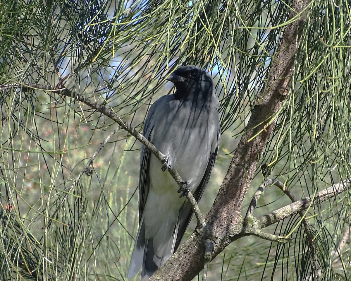 Échenilleur à masque noir - ML640172598