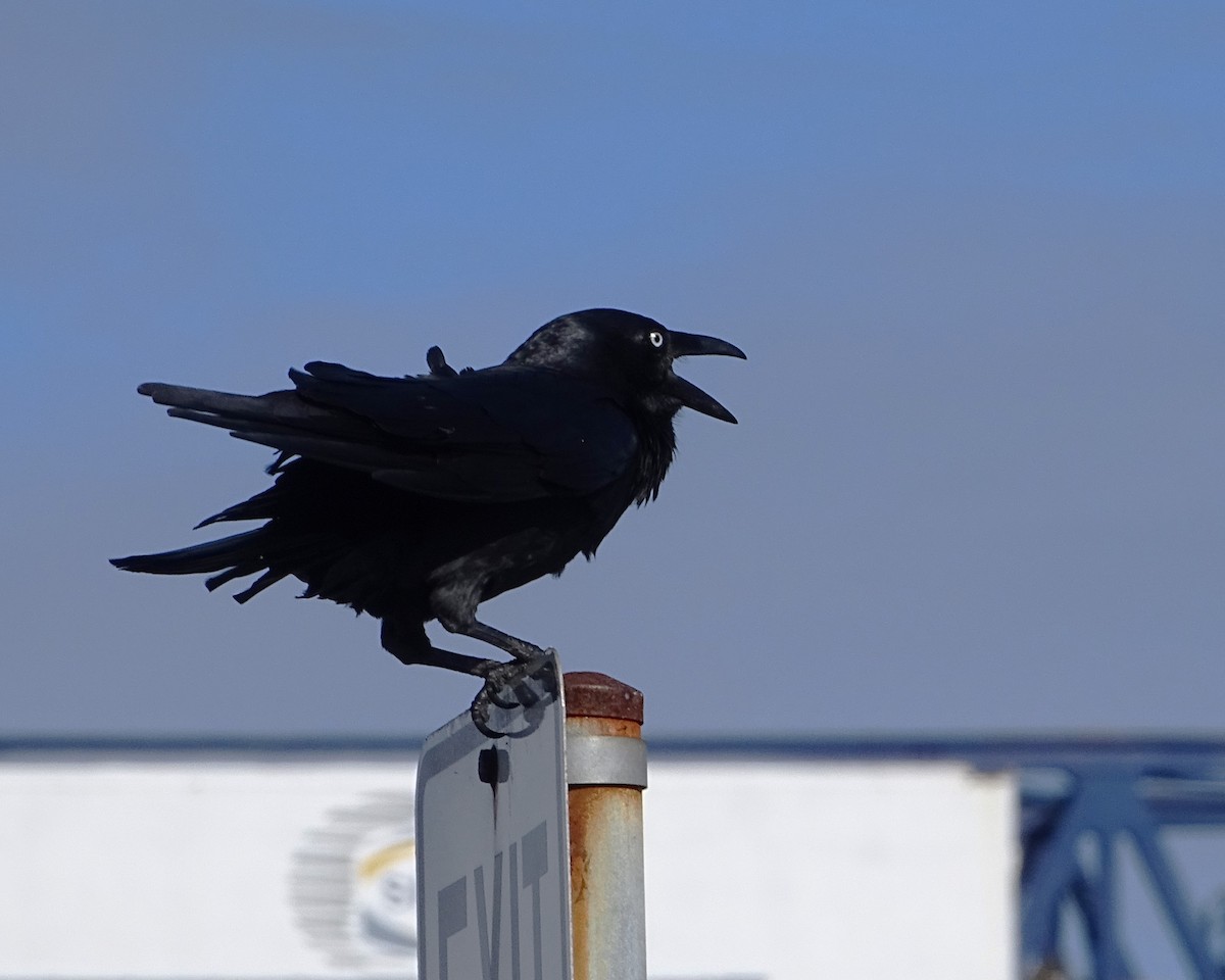 Corbeau d'Australie - ML640172602