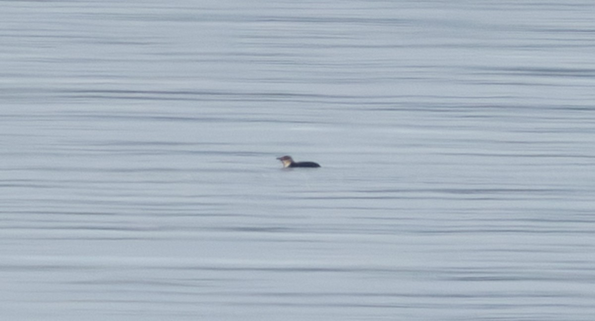 Little Penguin - ML640172719