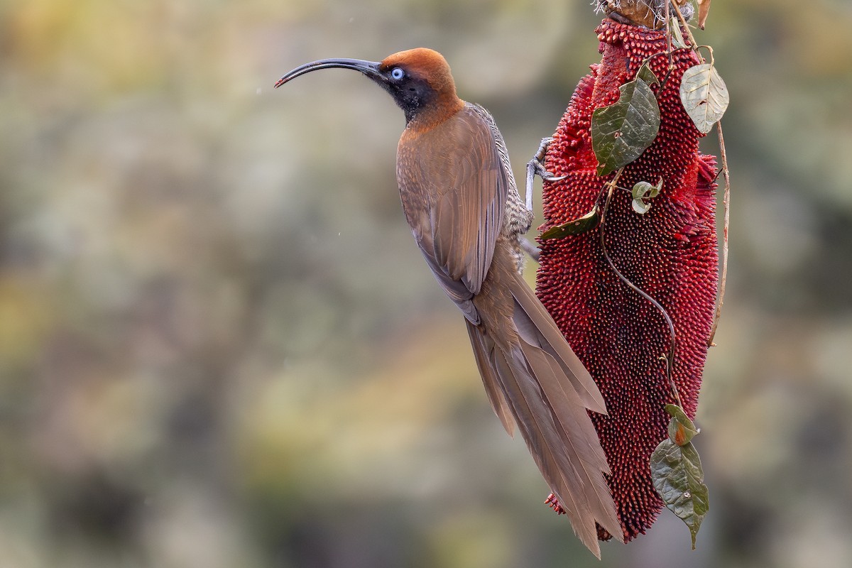 Коричневый райский шилоклюв - ML640172745