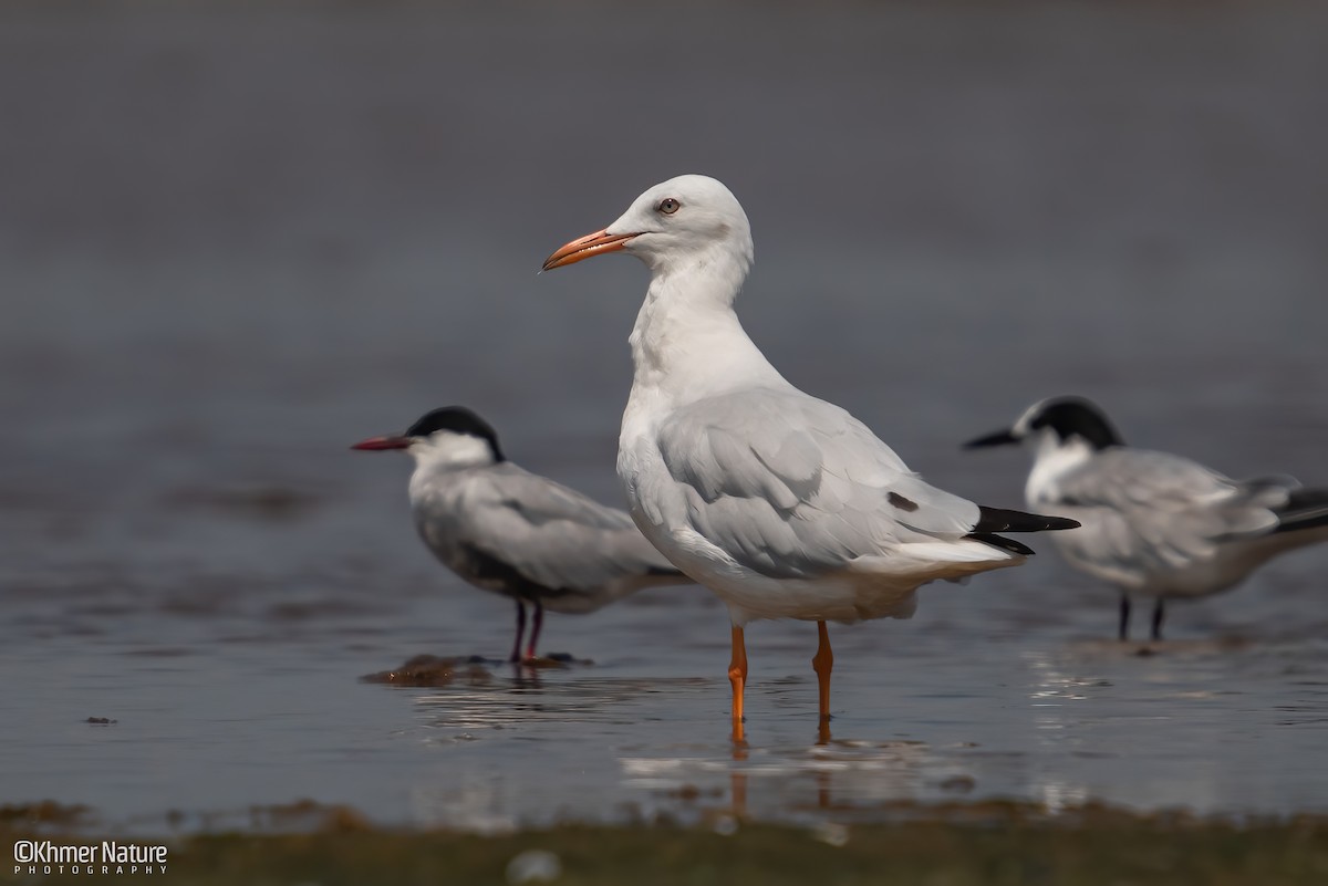 Шөвгөр цахлай - ML640172873