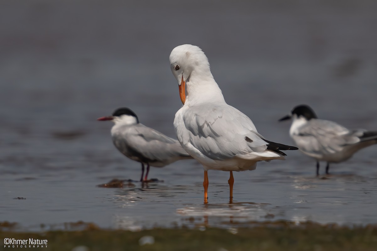 Шөвгөр цахлай - ML640172874